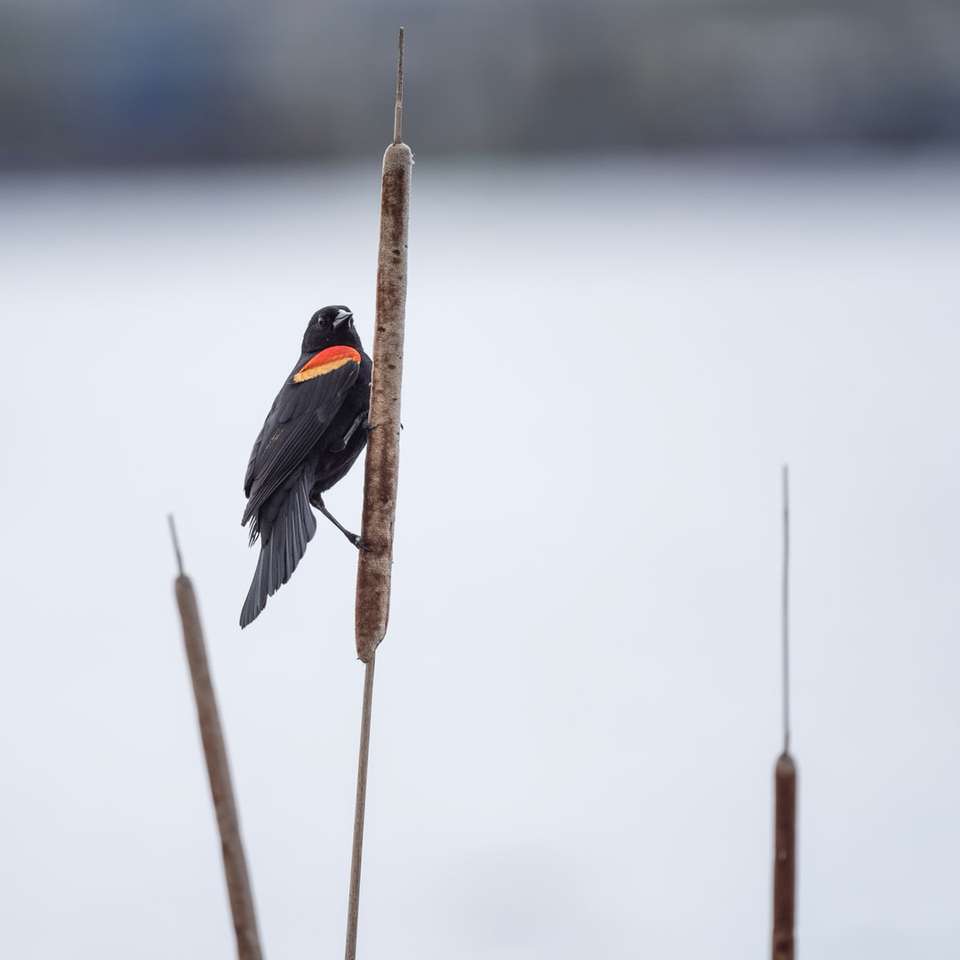 Czarny i pomarańczowy ptak na brązowym kiju puzzle online