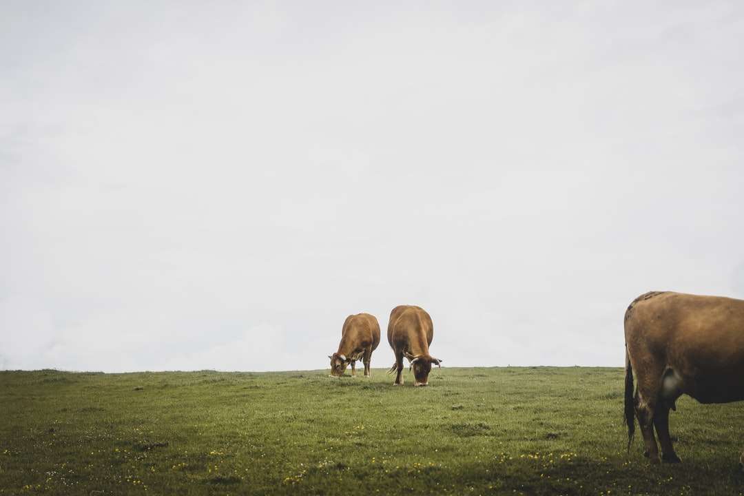 Brązowa krowa na zielonej trawie polu podczas dnia puzzle