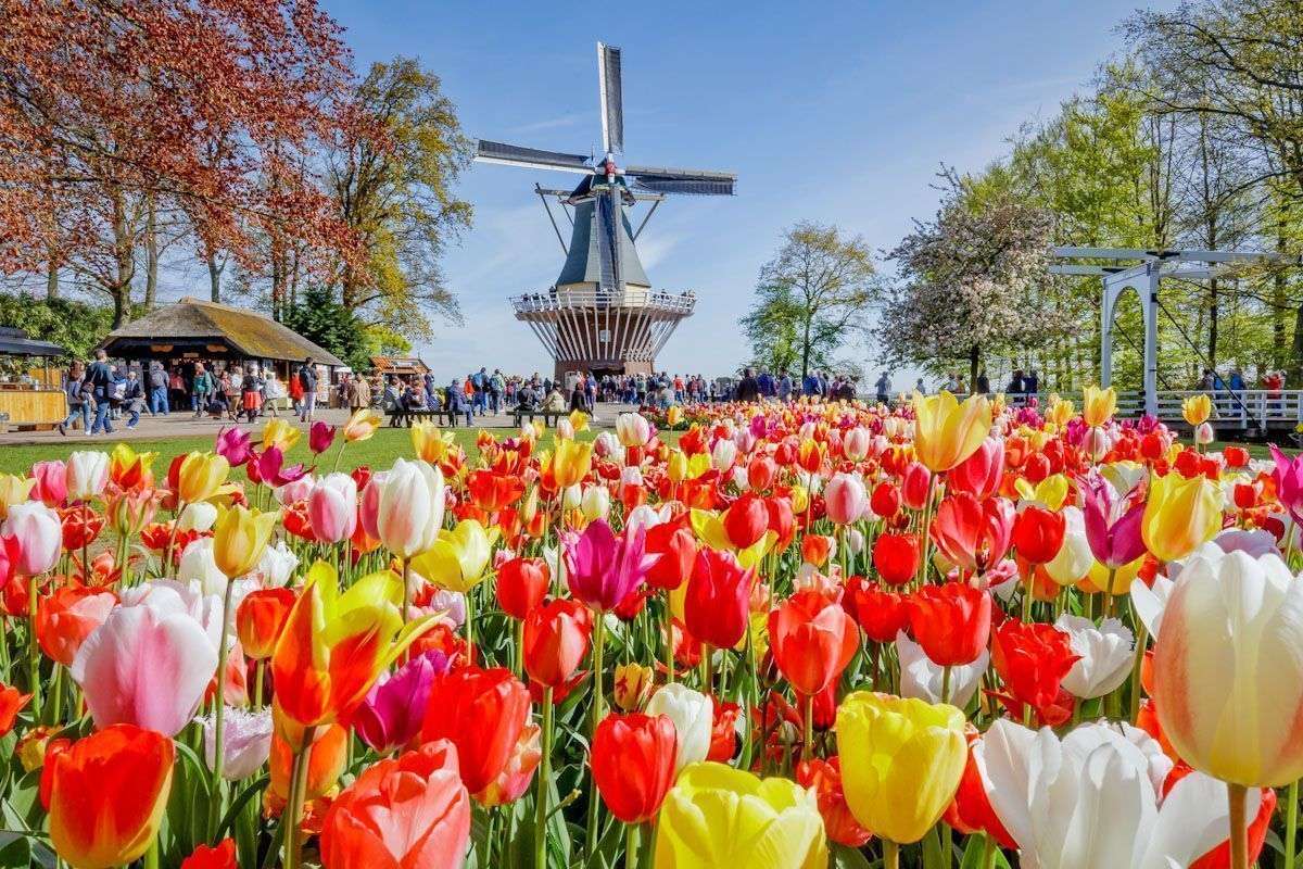 Amsterdam- festiwal tulipanów puzzle online