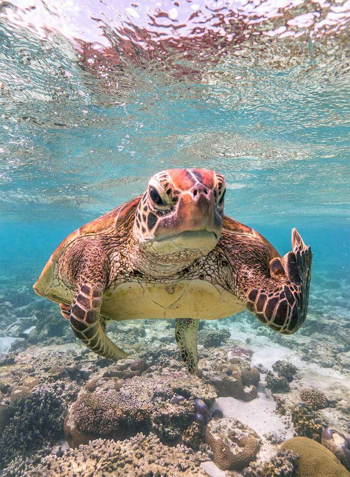 Żółw w oceanie puzzle online