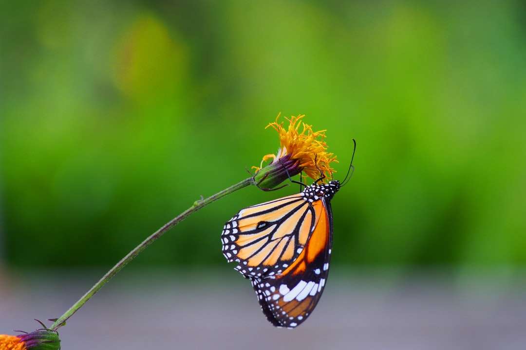 Monarch motyl siedzący na żółtym kwiacie puzzle online