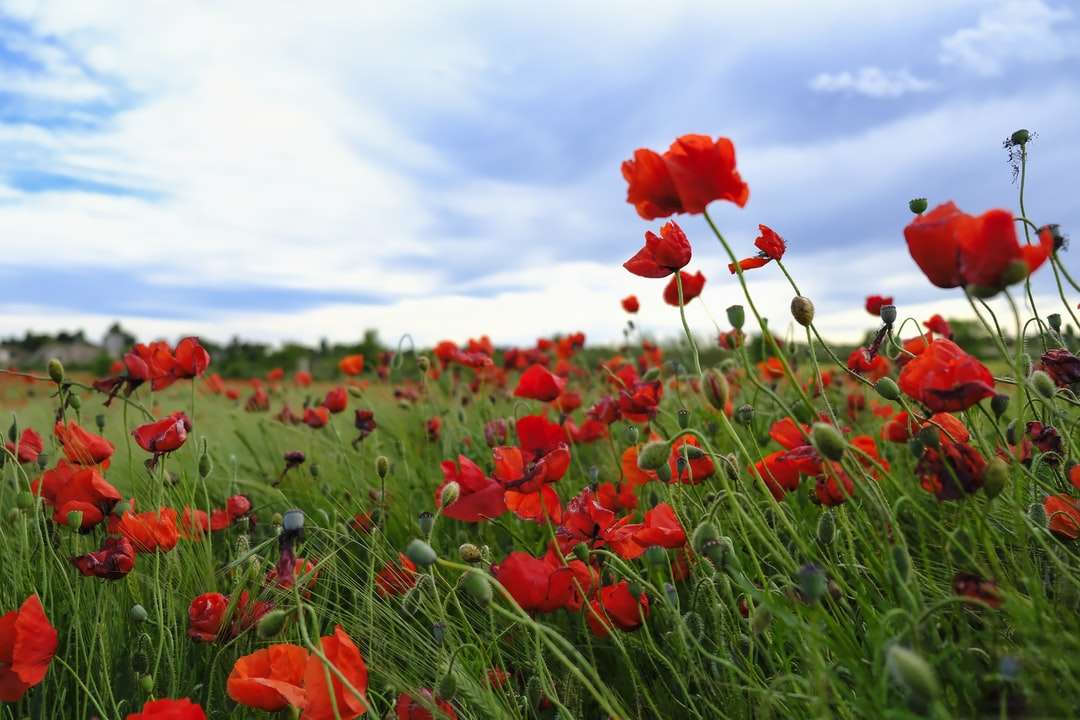 Czerwone kwiaty na zielonej trawie polu pod błękitnym niebem puzzle online