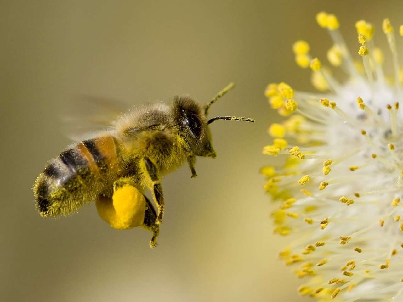 Latająca pszczoła puzzle online