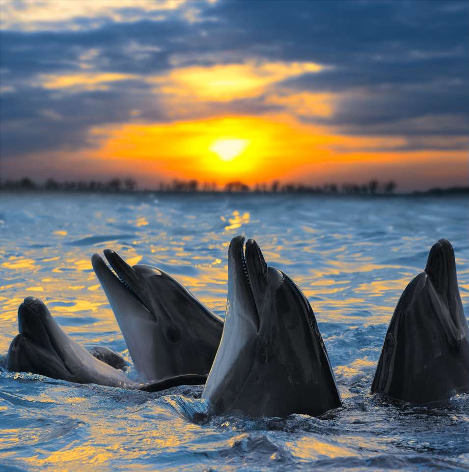 Delfiny o zachodzie słońca. puzzle online