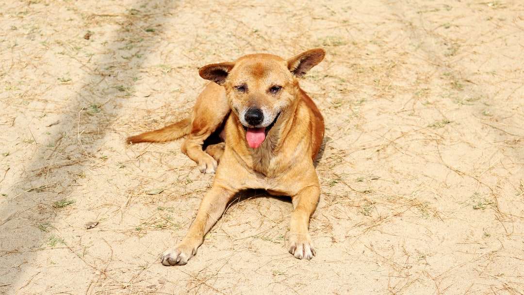 Brązowy krótki pies malowany na ziemi puzzle online