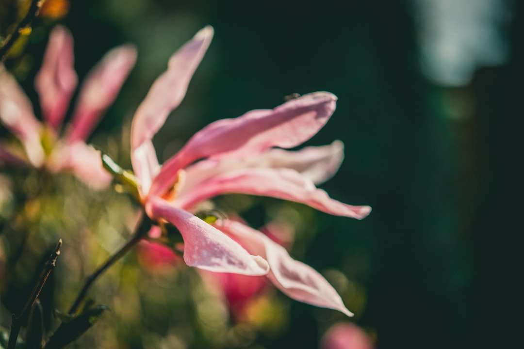 różowo-biały kwiat w soczewce z funkcją tilt shift puzzle online