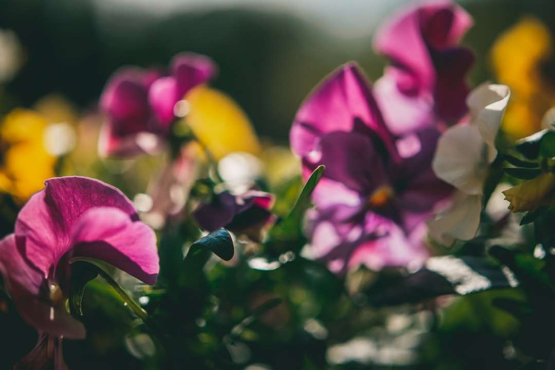 Purpurowe i białe orchidee w rozkwicie w ciągu dnia puzzle online
