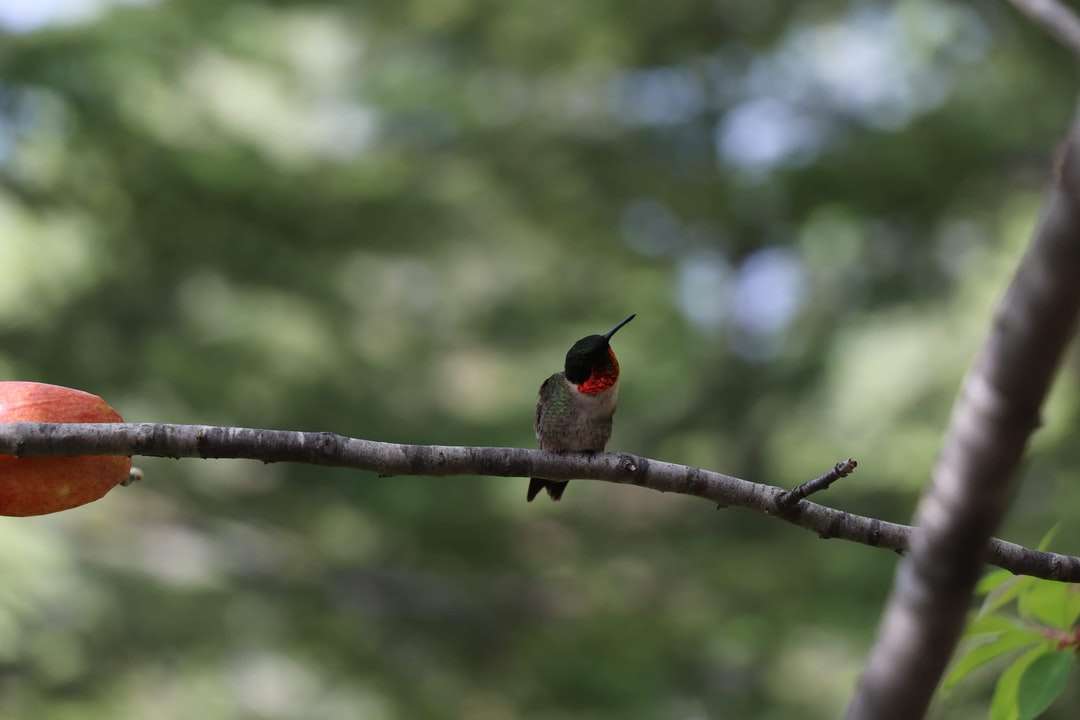 Czerwony i czarny ptak na brązowej gałęzi drzewa w ciągu dnia puzzle online