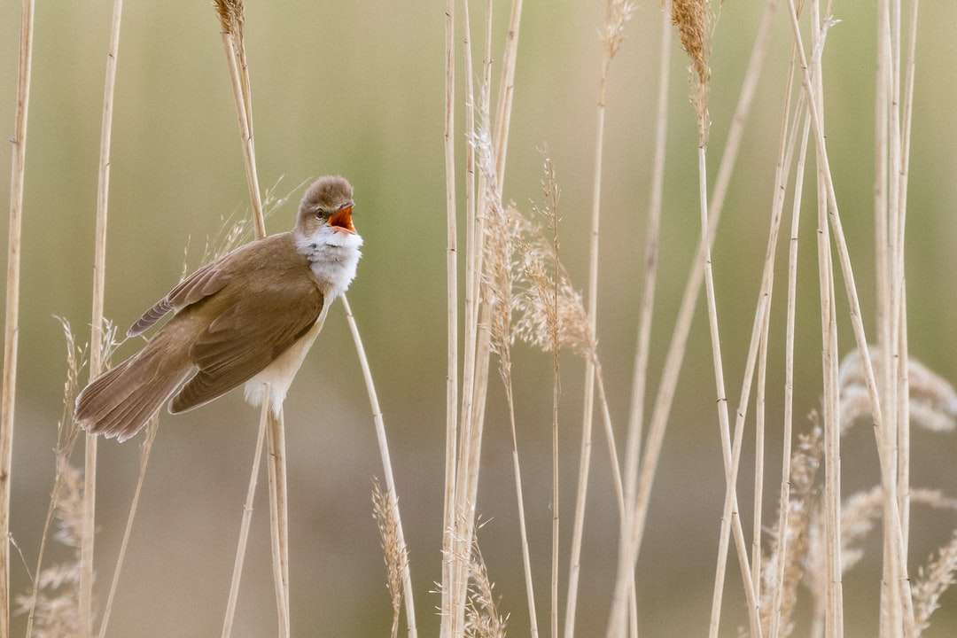 Biały i brązowy ptak na brązowej roślinie puzzle online