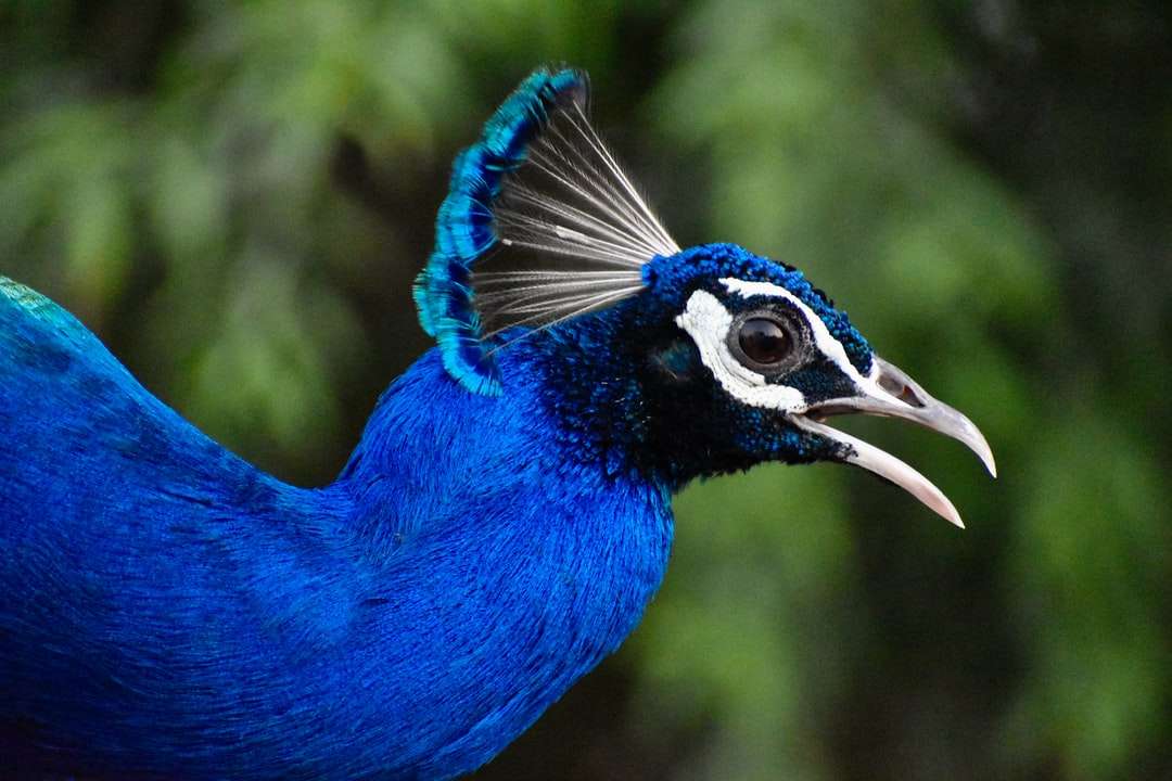 Blue Peacock w z bliska fotografii puzzle online