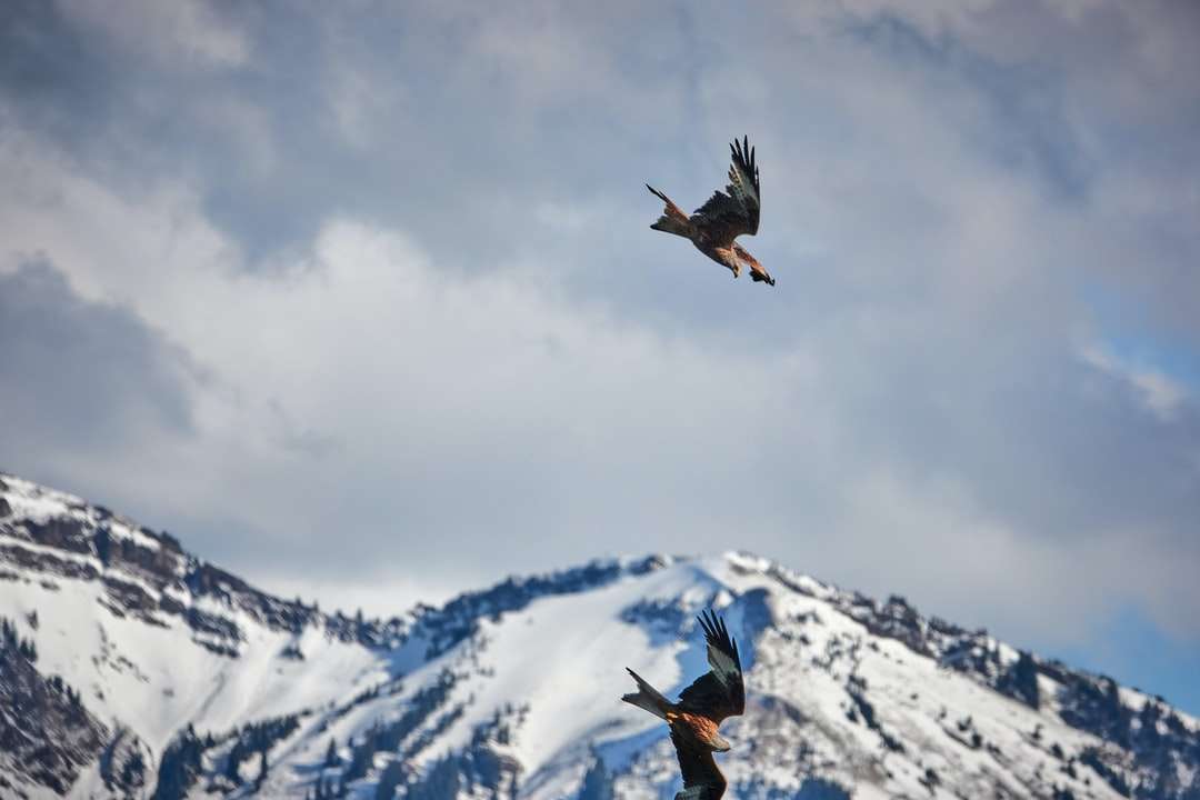 Czarny ptak latający nad śniegiem przykrytym górze w ciągu dnia puzzle online
