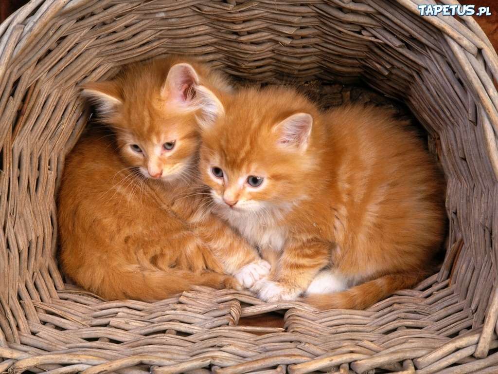 Piękne rude kotki puzzle online