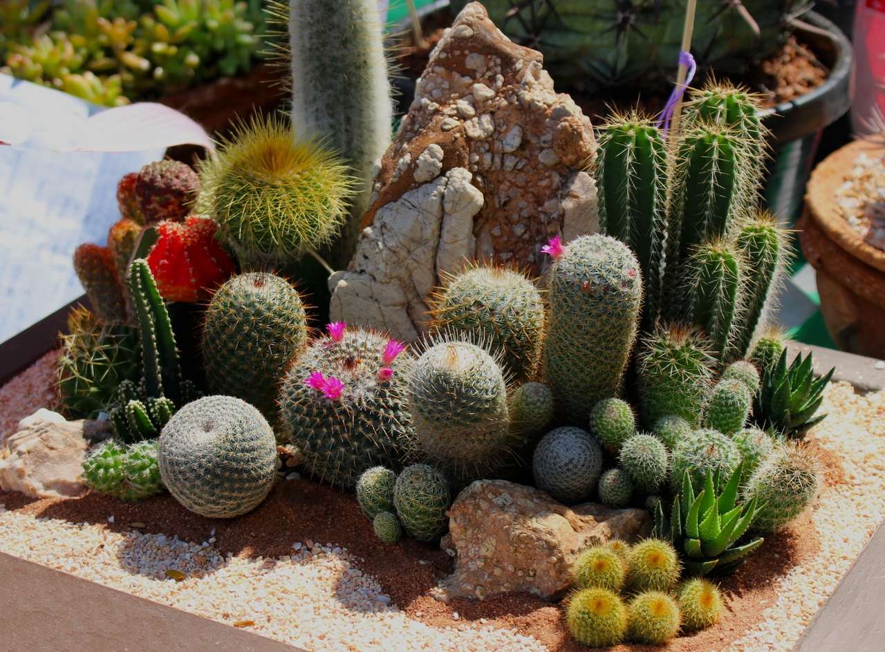 Cactus puzzle