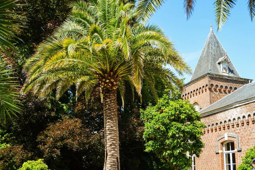 Zielony drzewo palmy w pobliżu brązowego betonowego budynku w ciągu dnia puzzle online