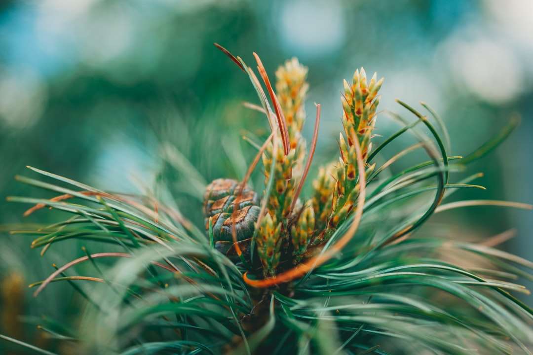 Zielona i brązowa roślina w zbliżeniu fotografii puzzle online