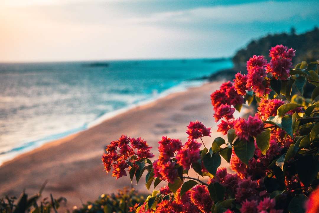 Czerwone kwiaty na brzegu plaży w ciągu dnia puzzle online