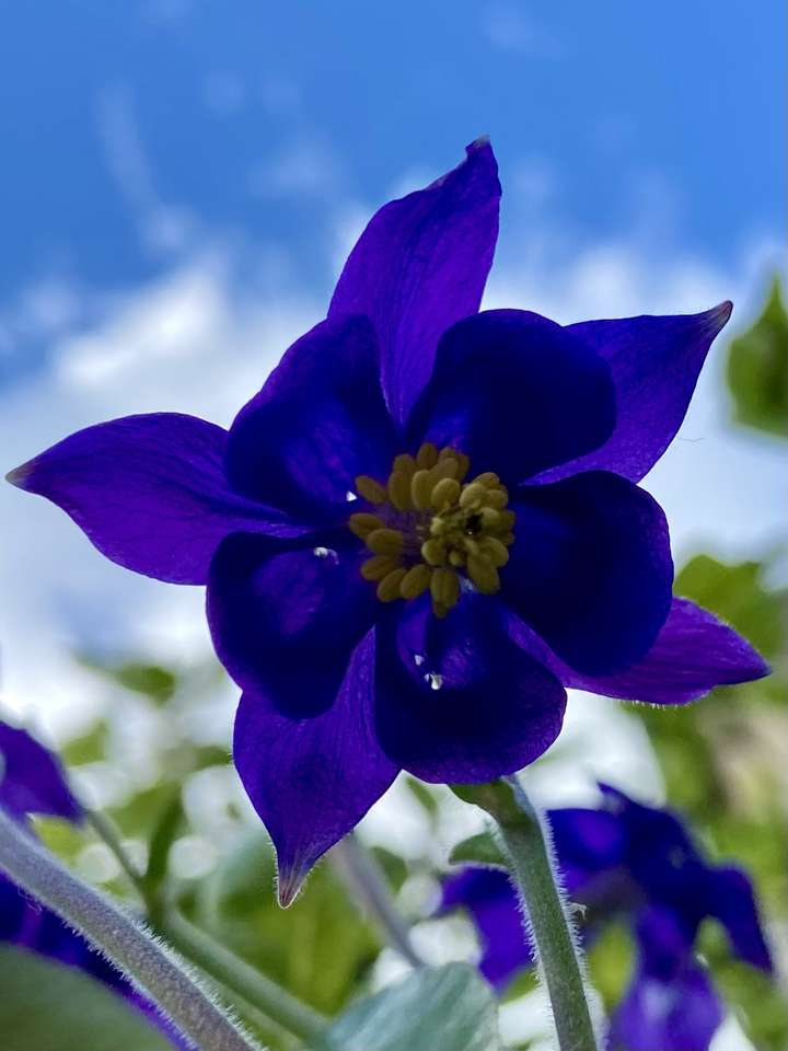 niebieski kwiat puzzle online
