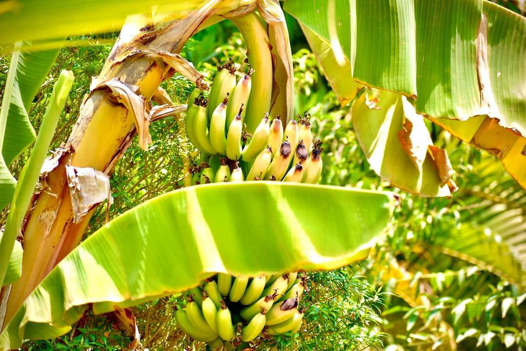 Zielone owoce bananowe w ciągu dnia puzzle online
