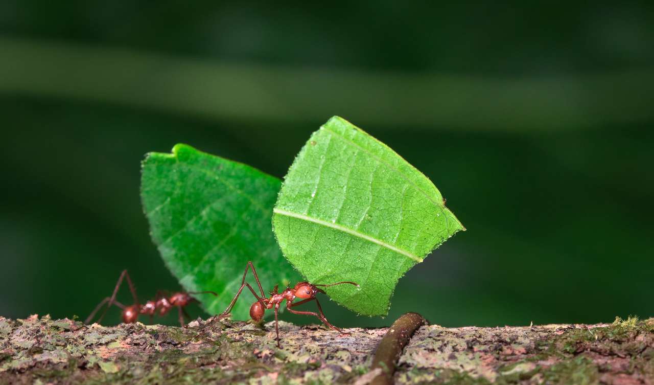 Nieustępliwe mrówki tnące liście puzzle online