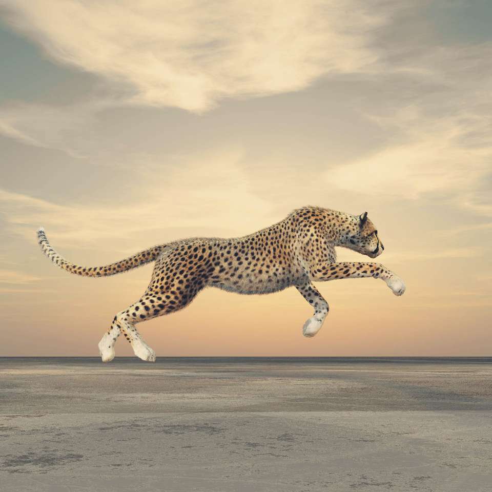 Running Gepard w ruchu puzzle online