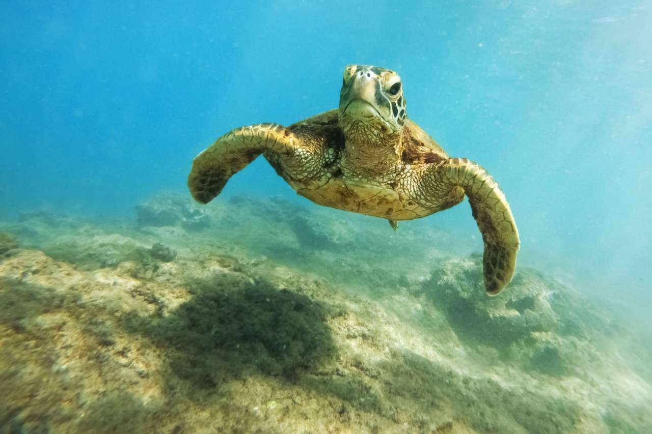 Tartaruga marinha debaixo d'água quebra-cabeça