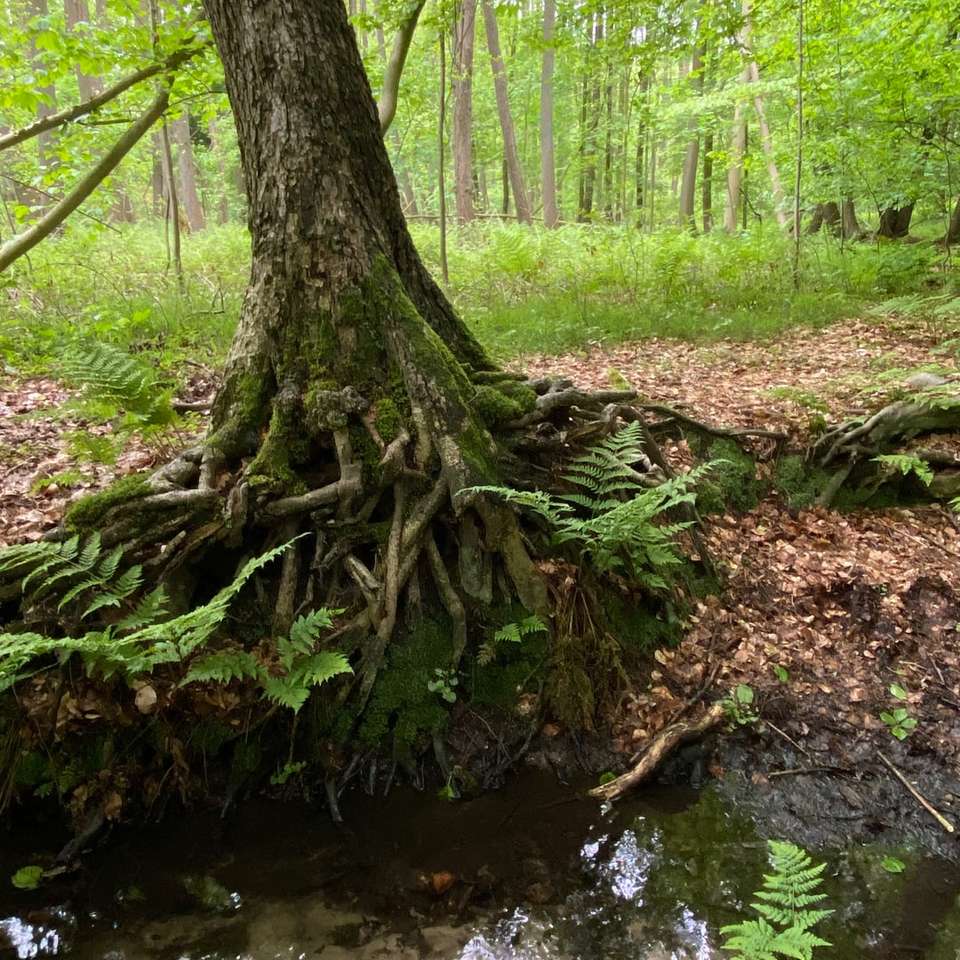 Brązowy pnia drzewa na rzece puzzle online