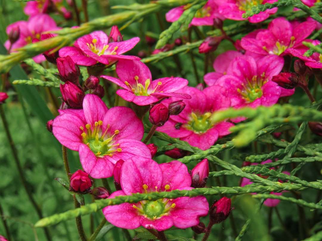 Różowe kwiaty z zielonymi liśćmi puzzle online