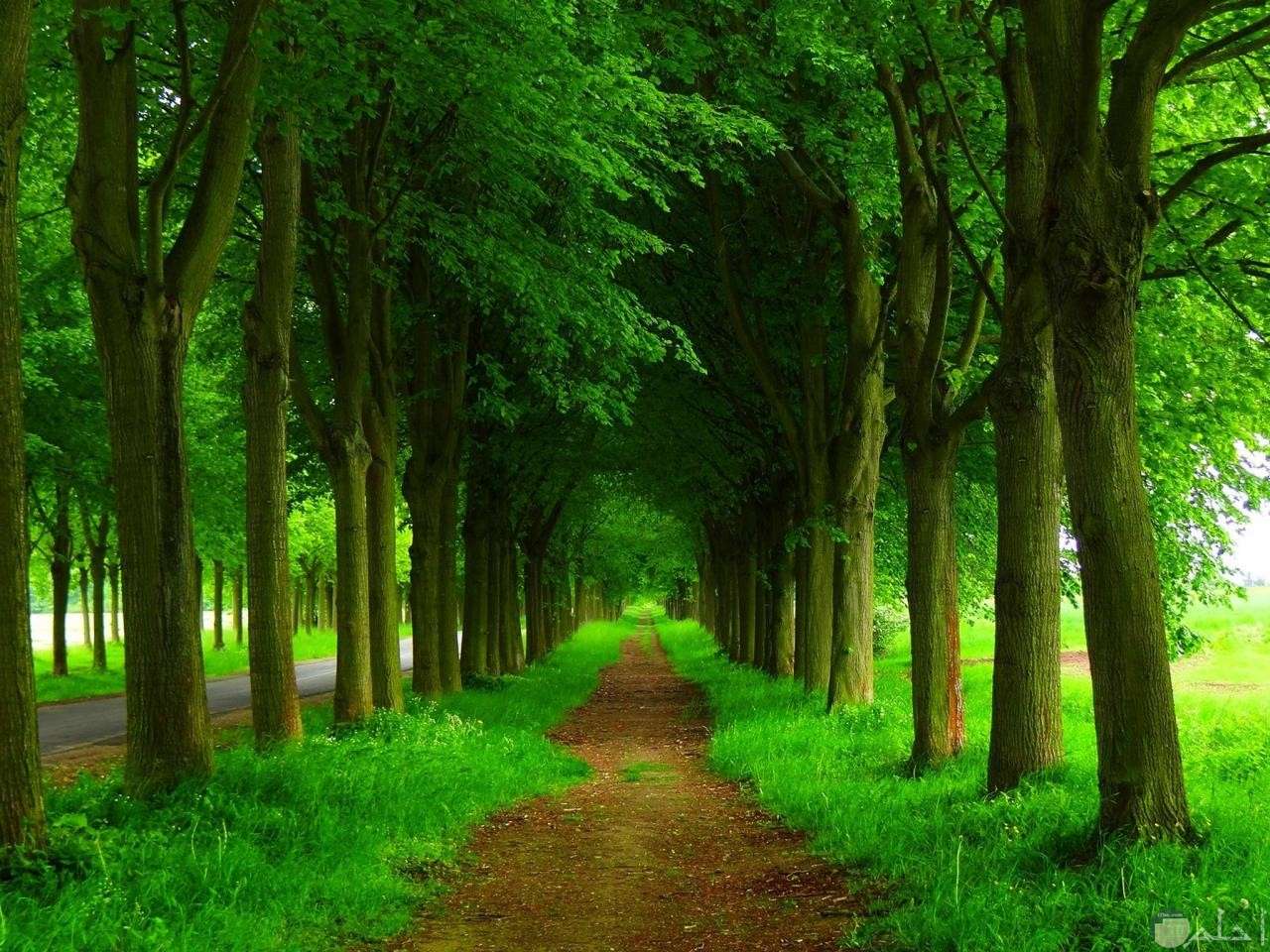 Droga wśród zielonych drzew puzzle online