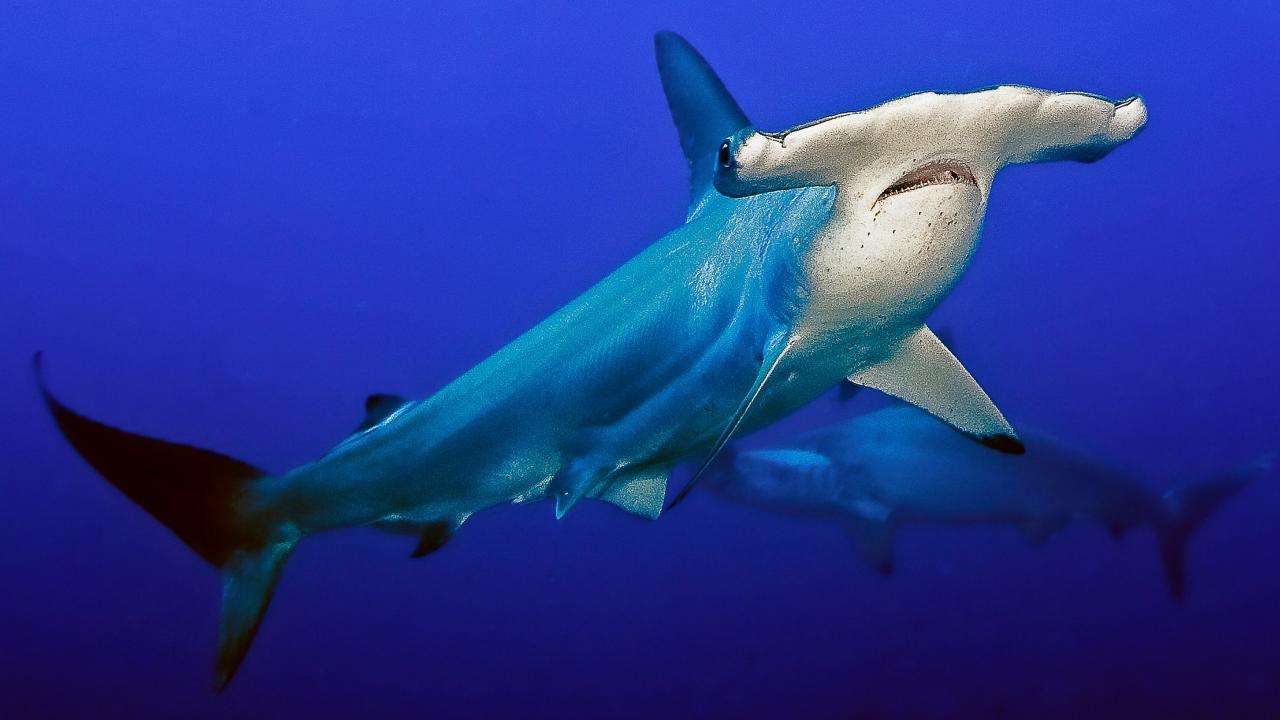 Najsłynniejszy rekin świata puzzle online