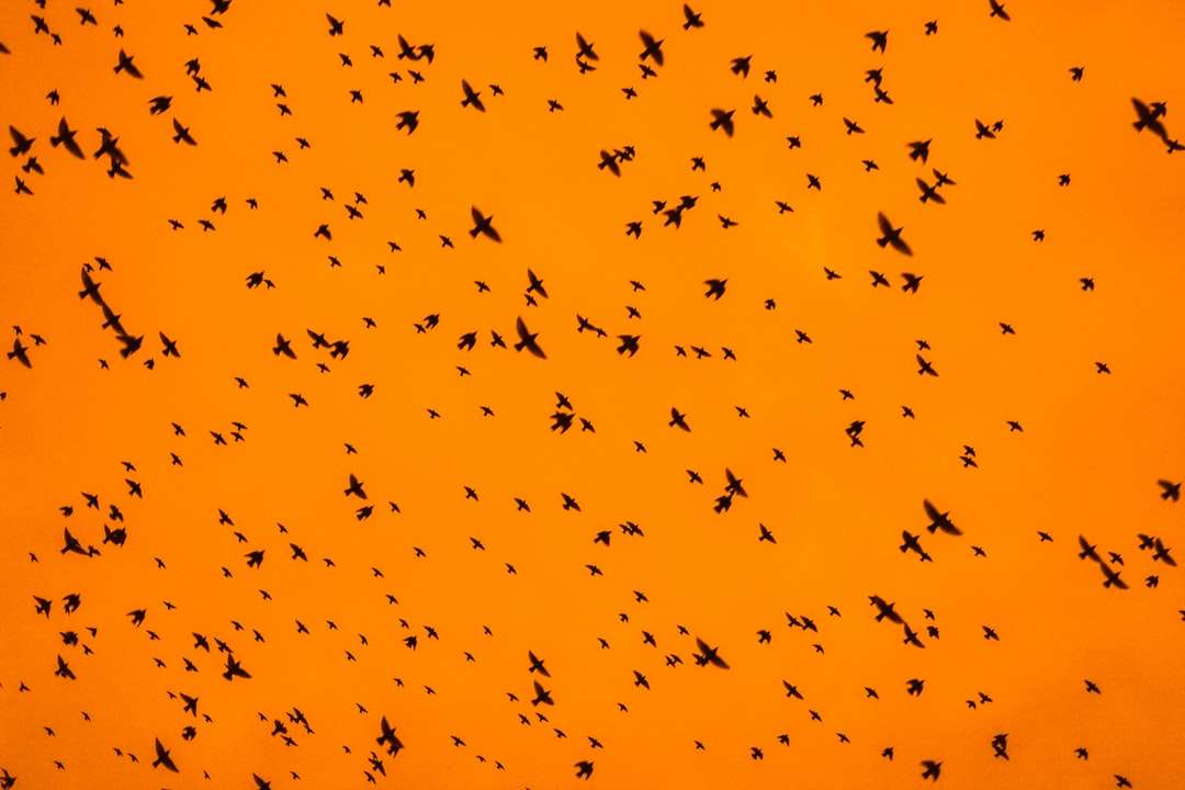 Żółte i czarne ptaki latające pod błękitnym niebem w ciągu dnia puzzle online