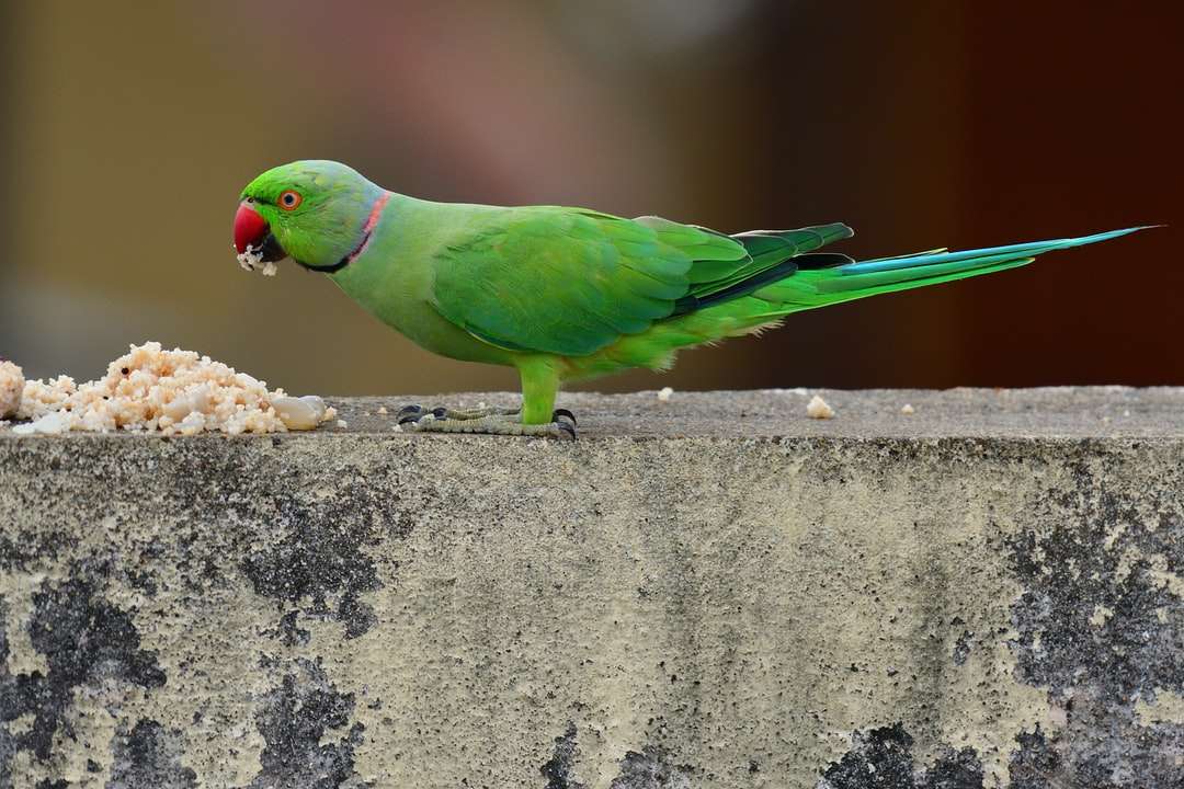 Zielony i żółty ptak na szarym betonowej ścianie puzzle online