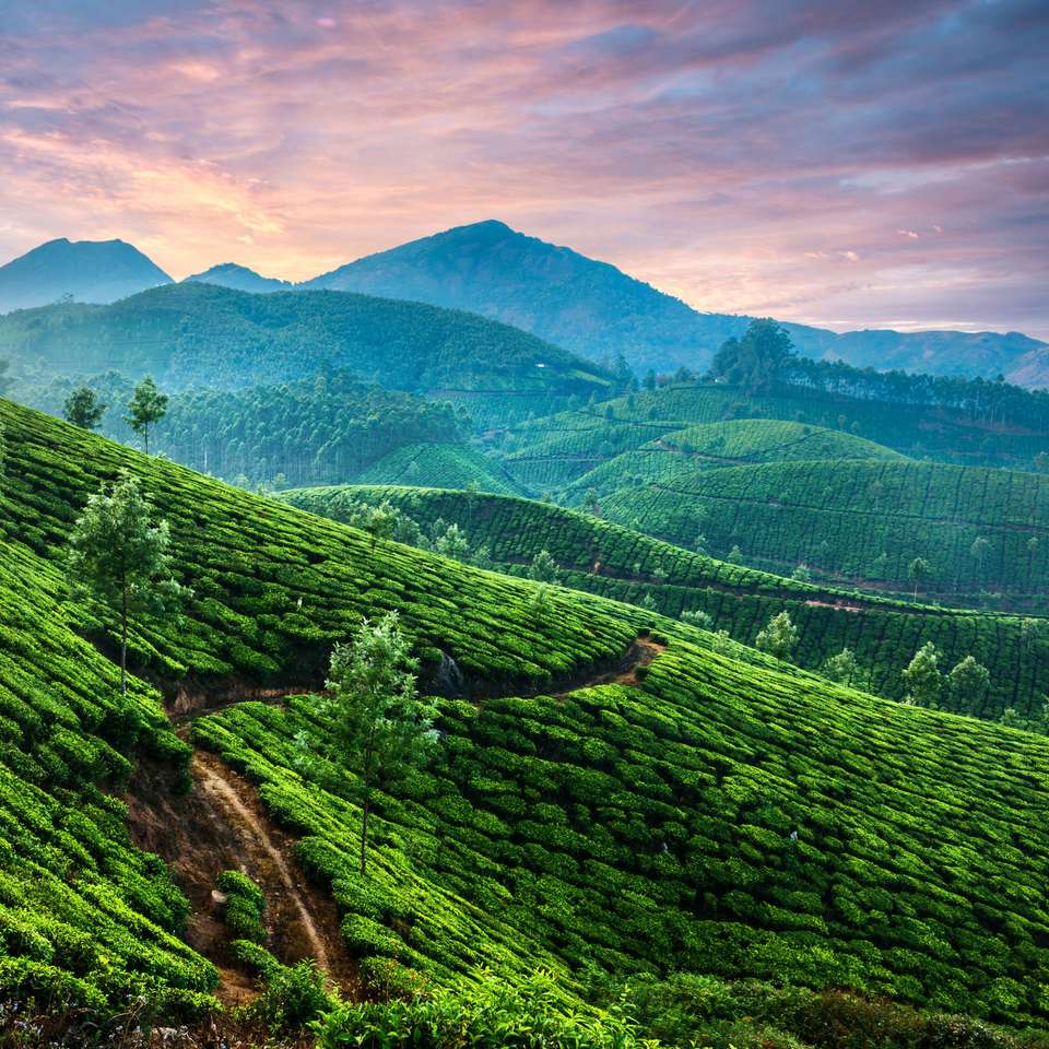 Kerala tea plantations puzzle online