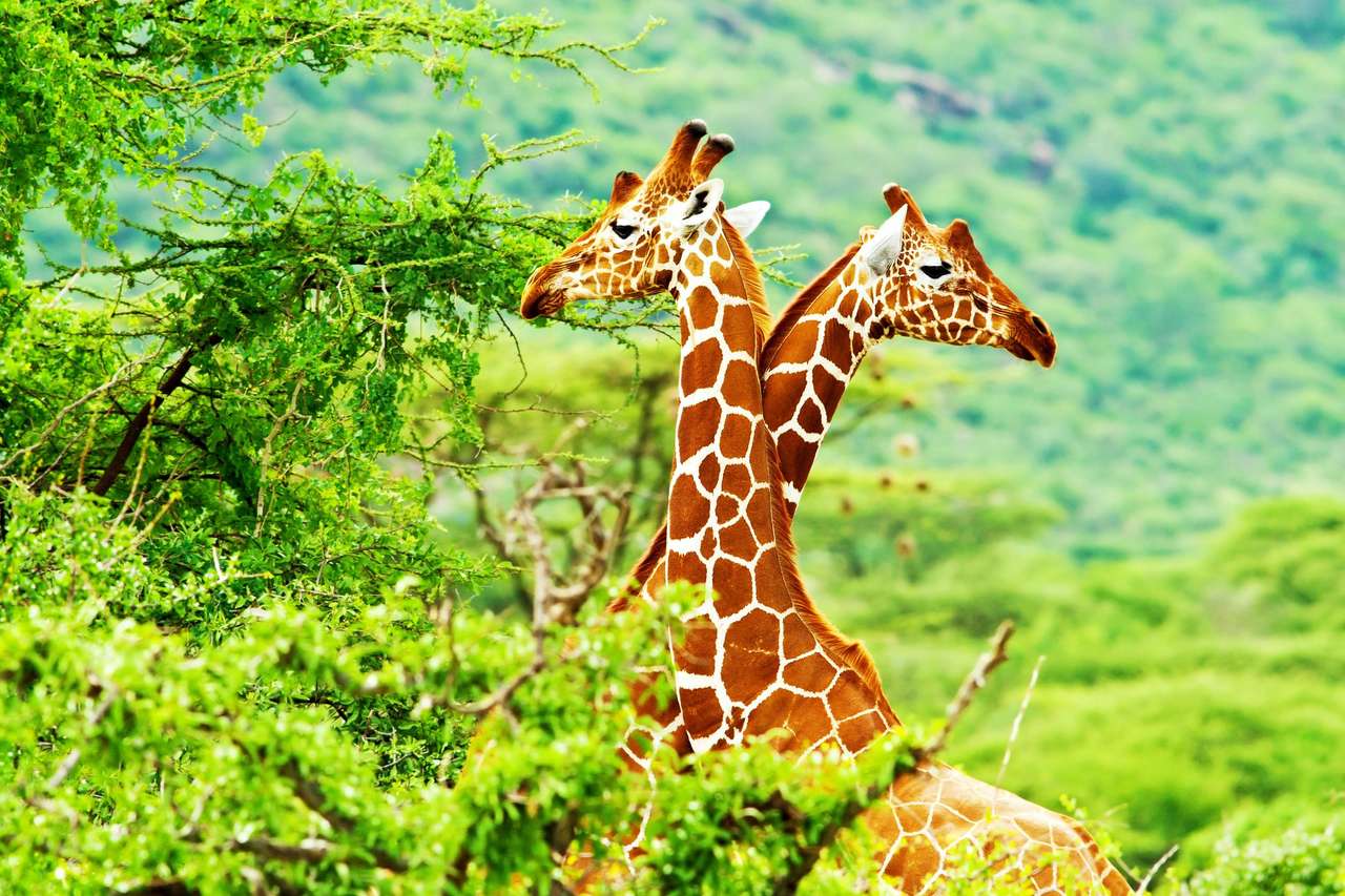 Afrykańskie żyrafy. puzzle online