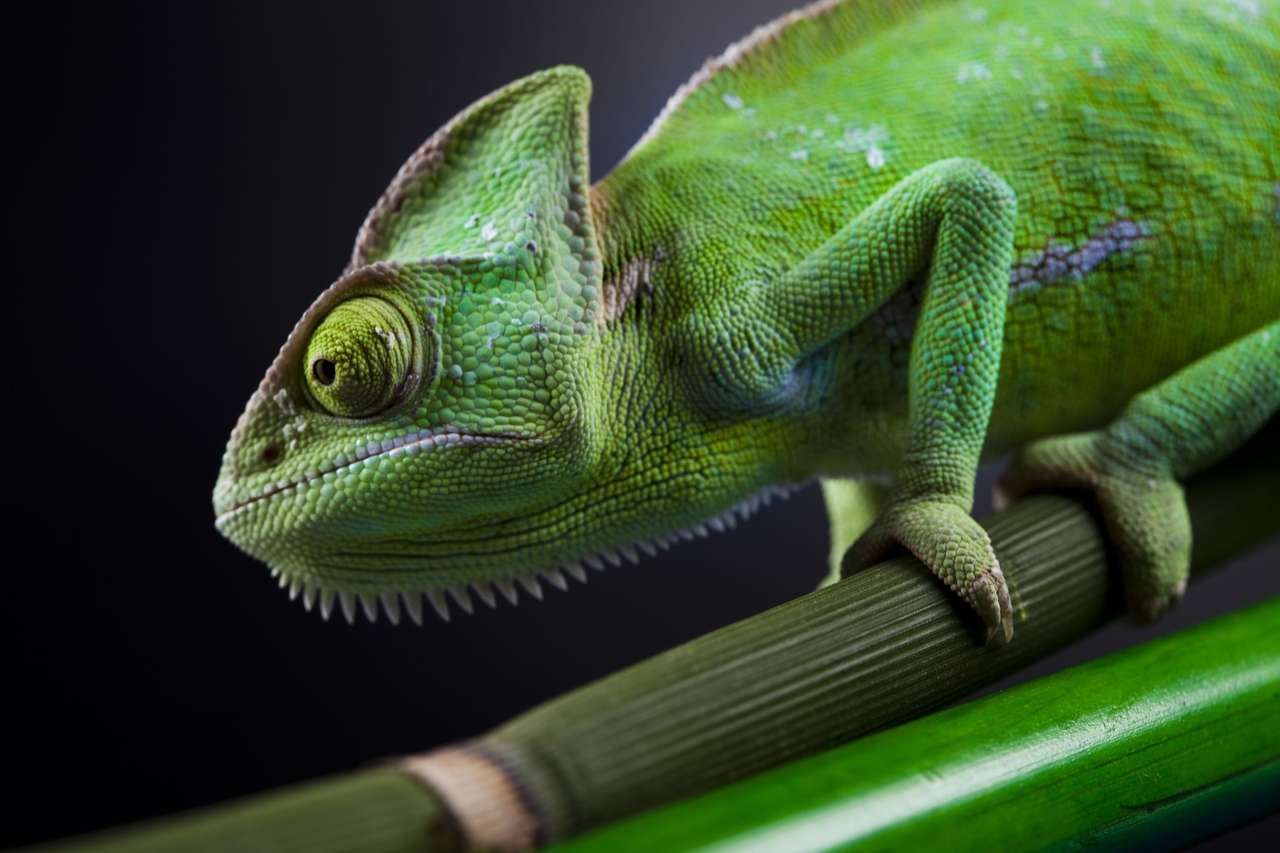 Kameleon na bambusowym kiju puzzle online
