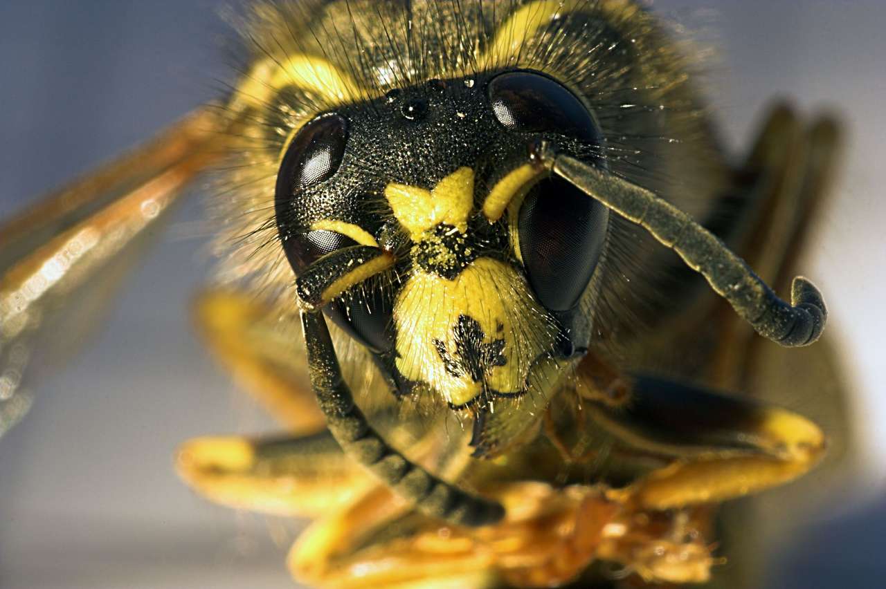 zabójcza Pszczoła puzzle online
