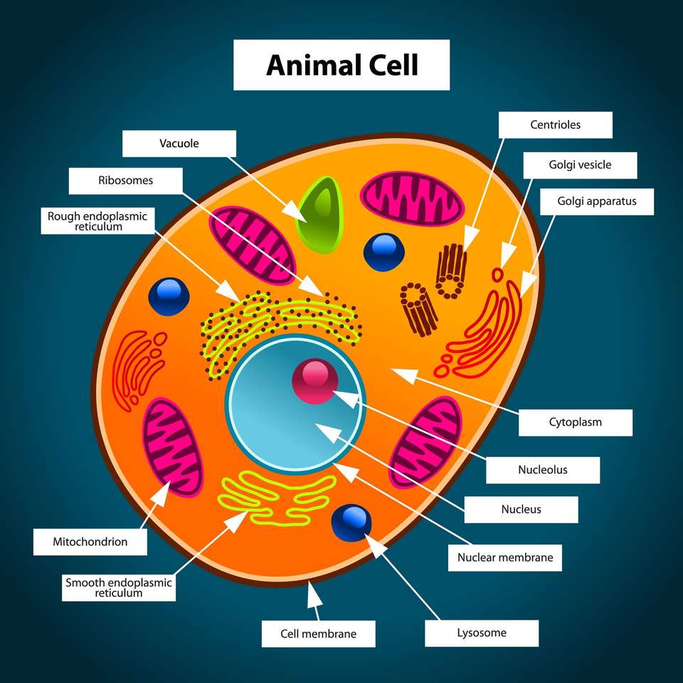 Komórka zwierzęca puzzle online