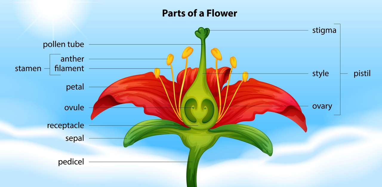 Anatomia kwiatu puzzle online