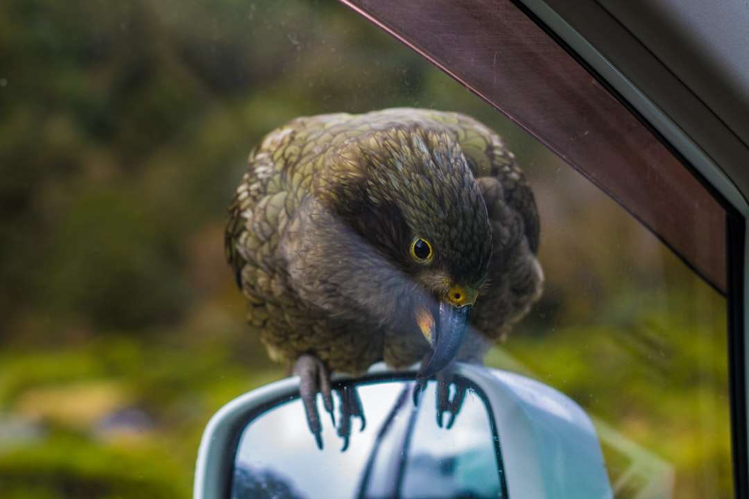 Brązowy ptak na oknie samochodu w ciągu dnia puzzle online