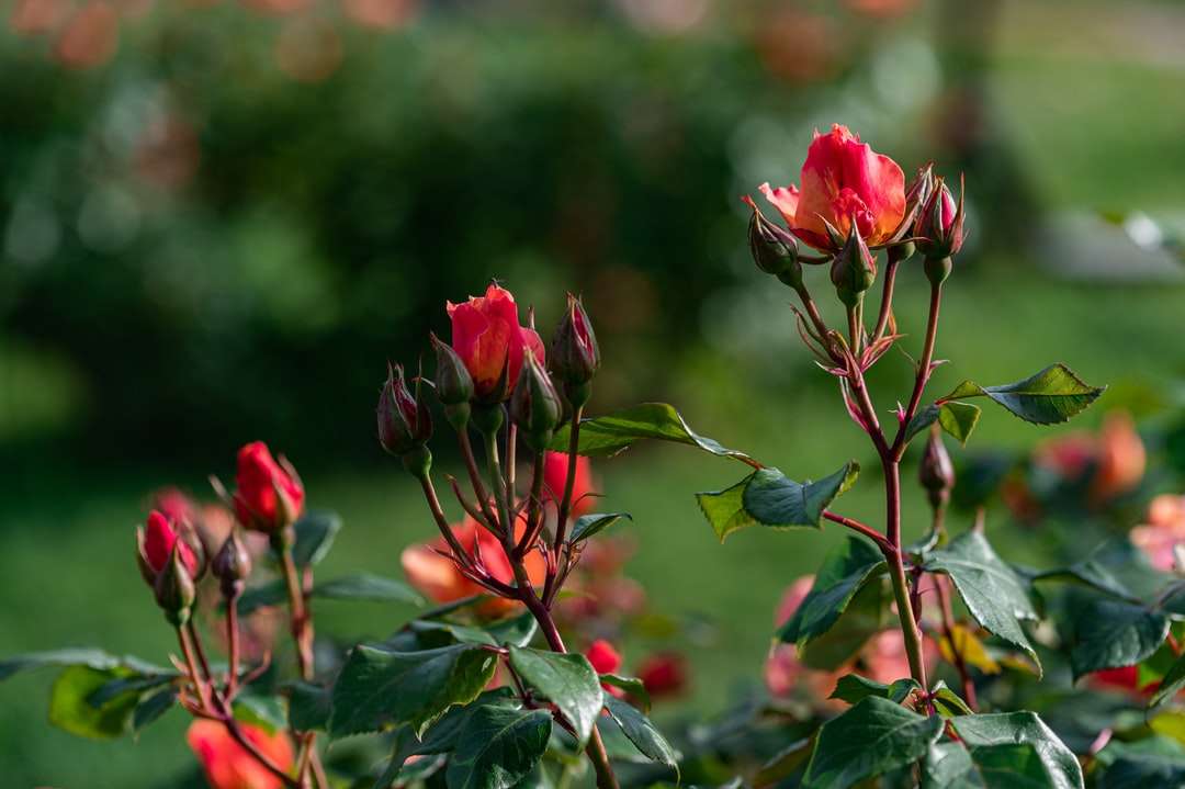 Czerwone kwiaty z zielonymi liśćmi puzzle online