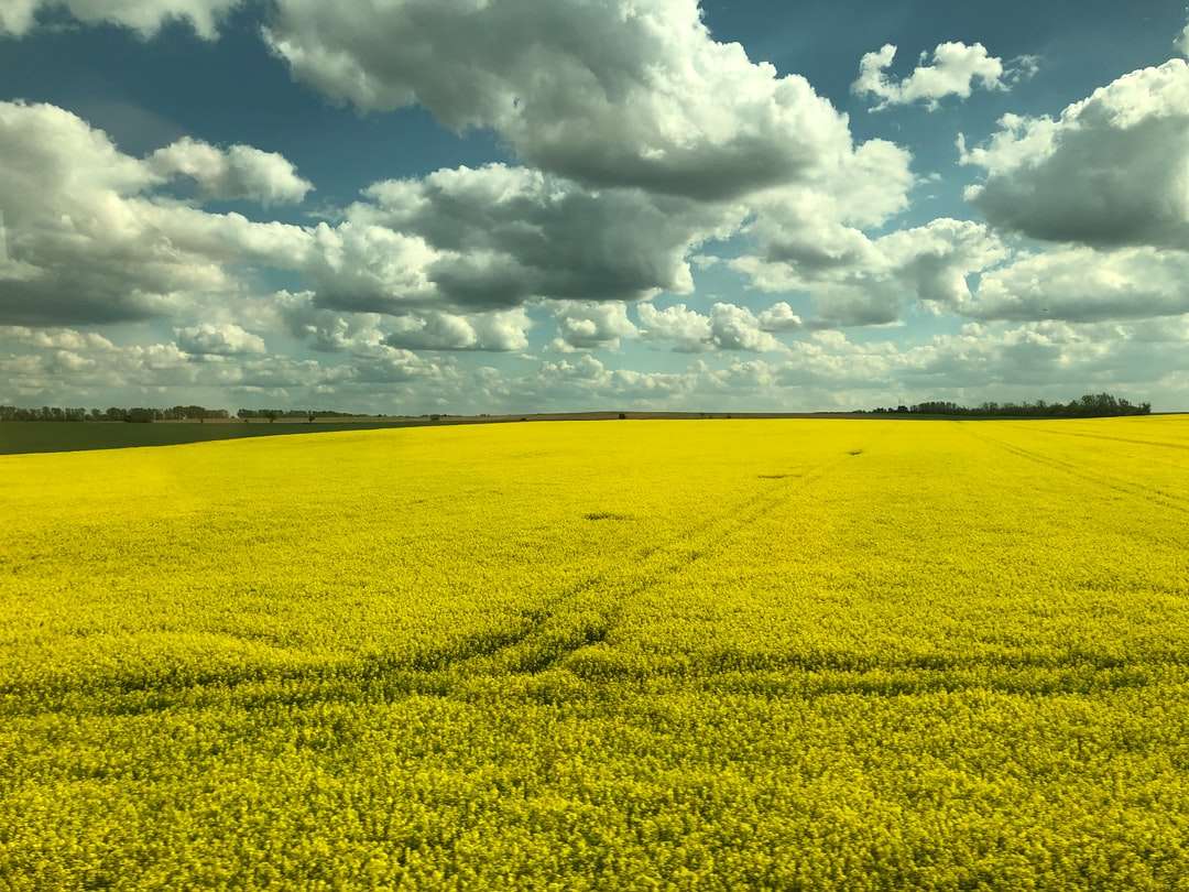 Żółty kwiat pola pod białymi chmurami i niebieskim niebem puzzle online