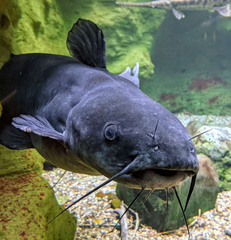czarno-biała ryba w zbiorniku rybnym puzzle online