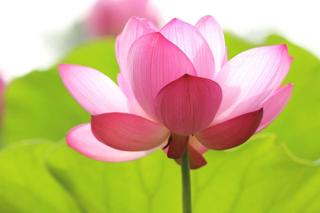 Zdjęcie o rozkwicie kwiat lotosu puzzle online