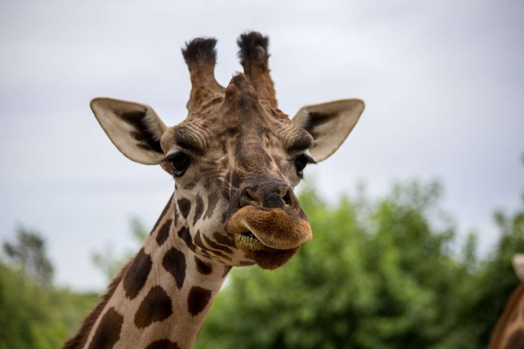 Żyrafa w zbliżeniu fotografii w ciągu dnia puzzle online