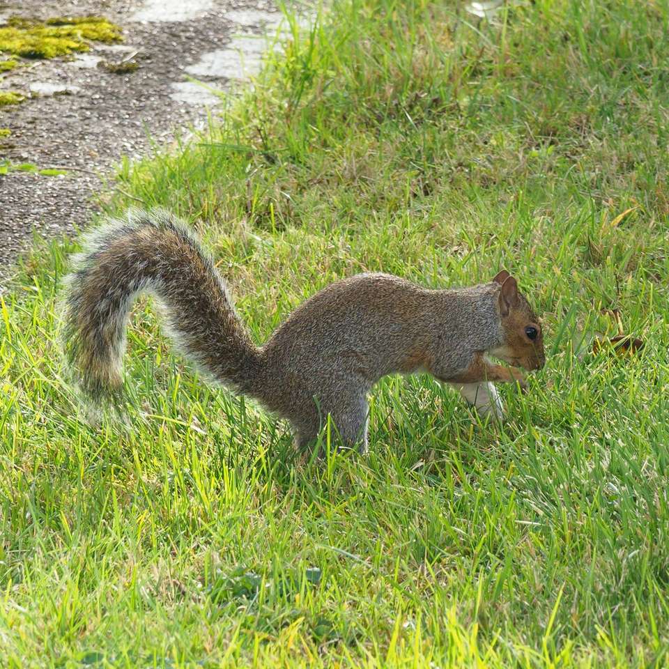 Szara wiewiórka na zielonej trawie w ciągu dnia puzzle online