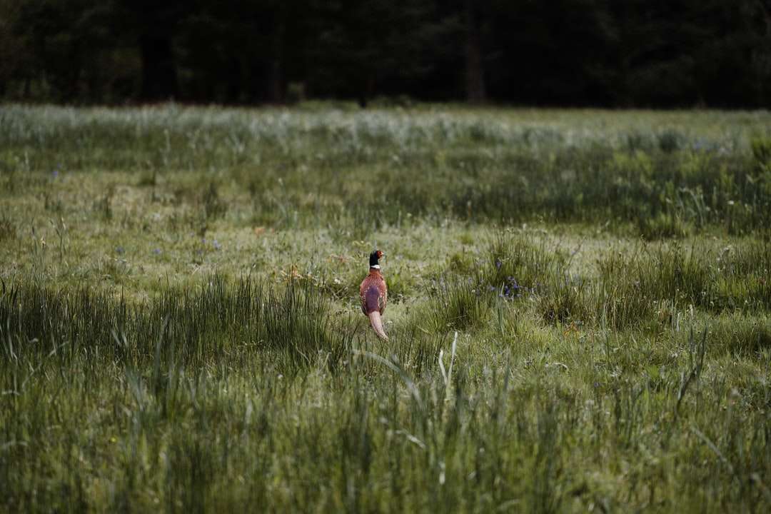 Dziewczyna w różowej sukni działa na zielonej trawy polu puzzle online