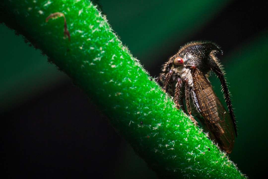 Czarny i brązowy owad na zielonym liściu puzzle online