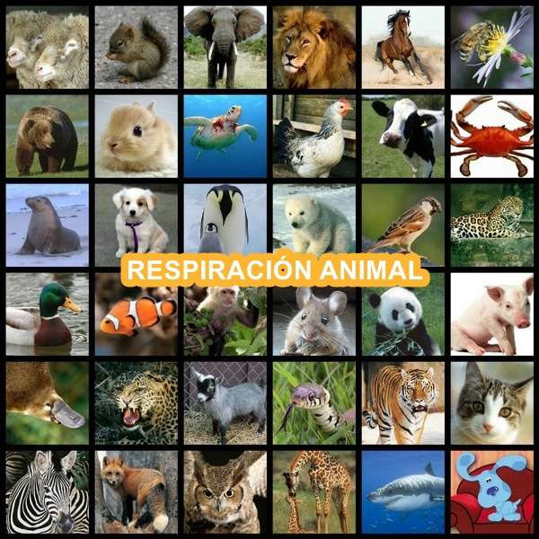 Respirația animalelor puzzle