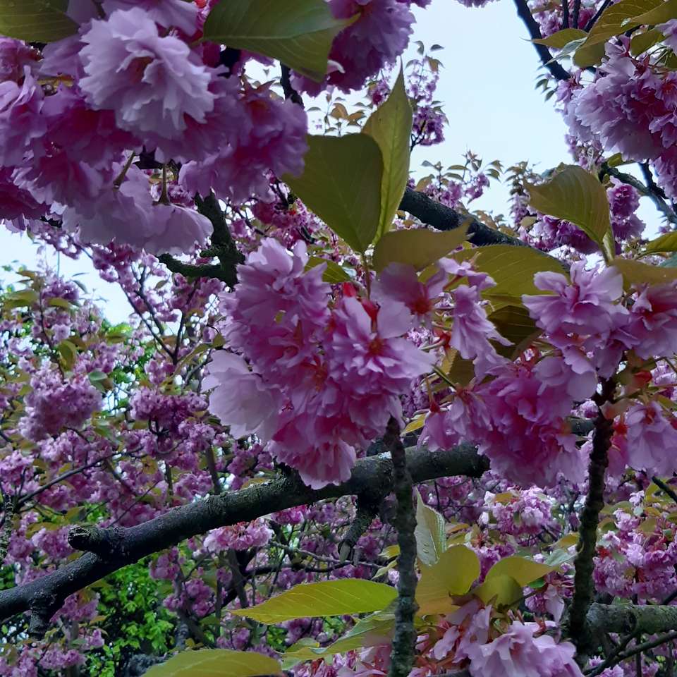 Kvetoucí třešně skládačka