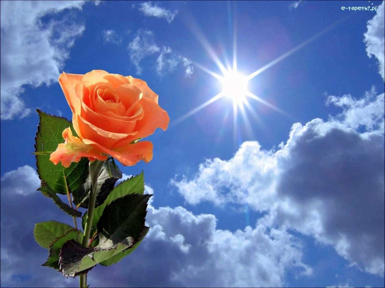 Róża na tle nieba w słoneczny dzień puzzle online