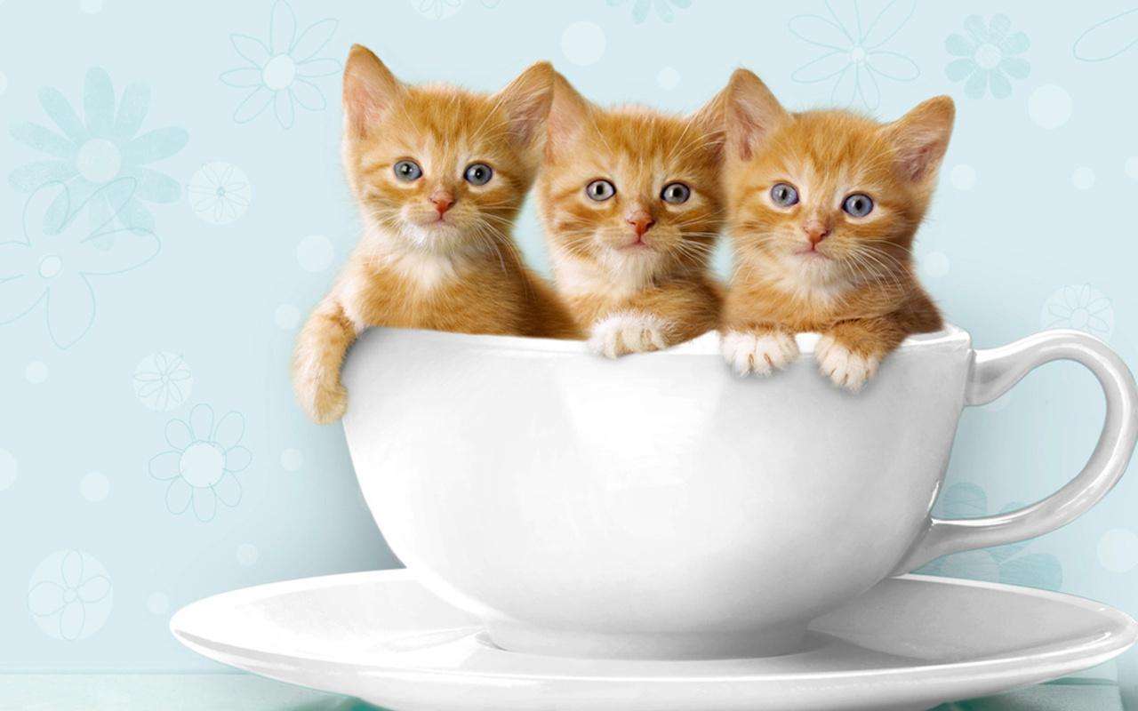 Trzy malutkie kotki puzzle online